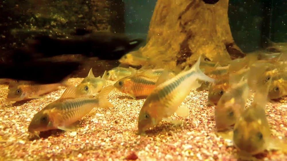 Разводить коридорасов Рабаути самостоятельно совсем несложно