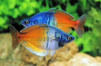 Радужница Боэсмана