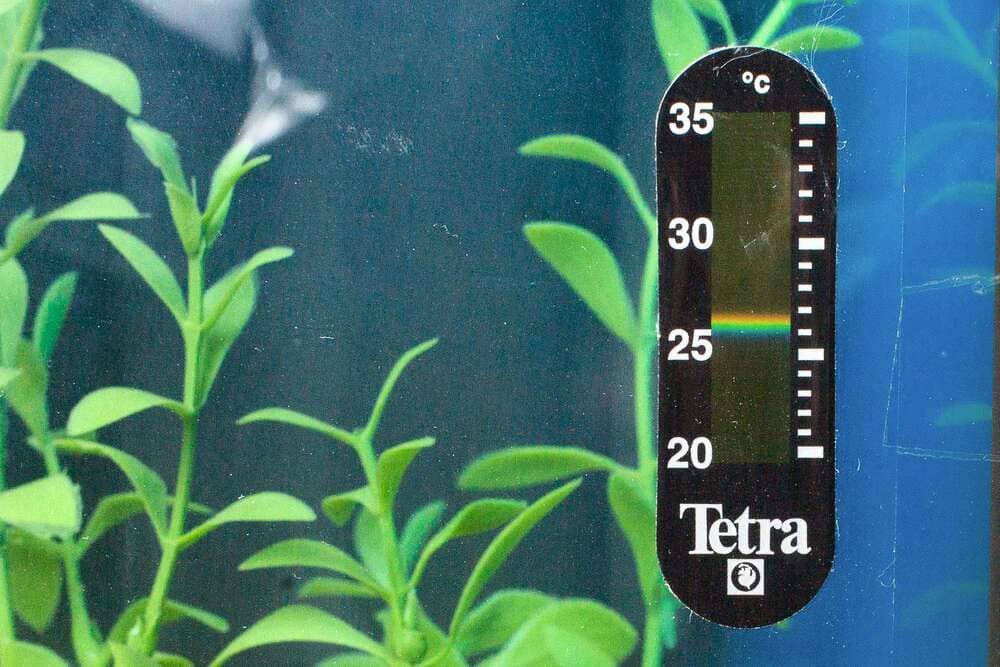 Температура воды в аквариуме должна быть 23-28ºС
