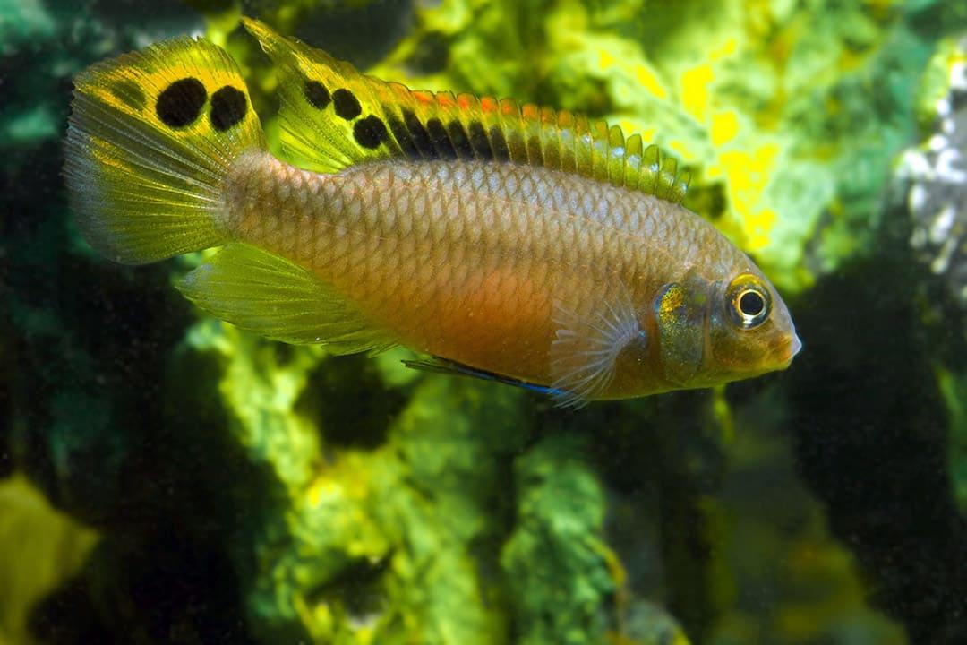 Pelvicachromis Camerunensis