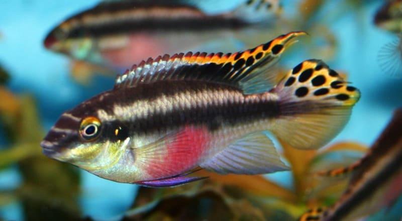 Pelvicachromis Pulcher