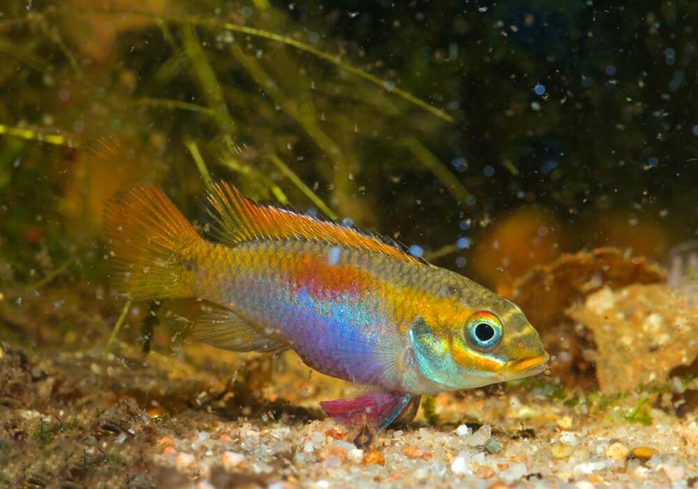 Pelvicachromis Kribensis