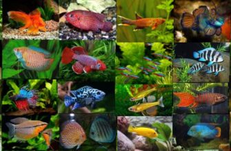 27 красивых рыбок
