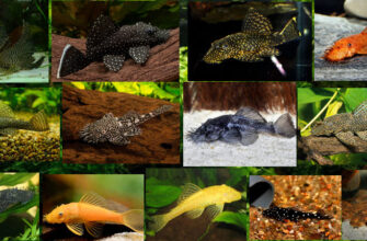 Анцитрус сом 13 видов