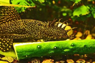 Кормление анциструсов