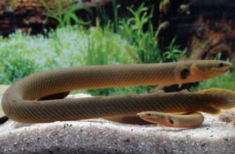 Рыба змея аквариумная (каламоихт)