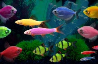 Рыбки Глофиш