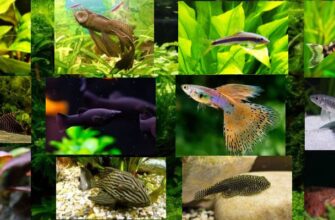 Рыбки чистильщики