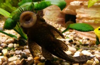 Сом чистильщик