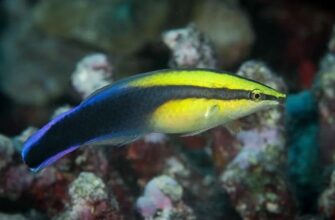 Губан Чистильщик