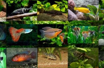 Пресноводные рыбки