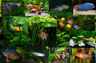 20 красивых рыбок