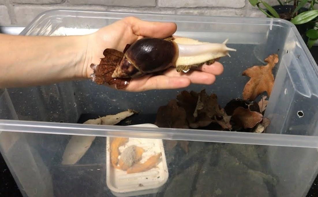 Ахатина Фулика в аквариуме