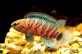 Бадис рыбка