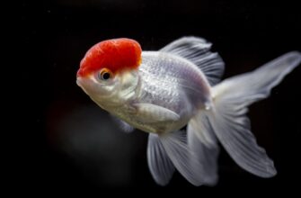 Рыбка красная шапочка оранда