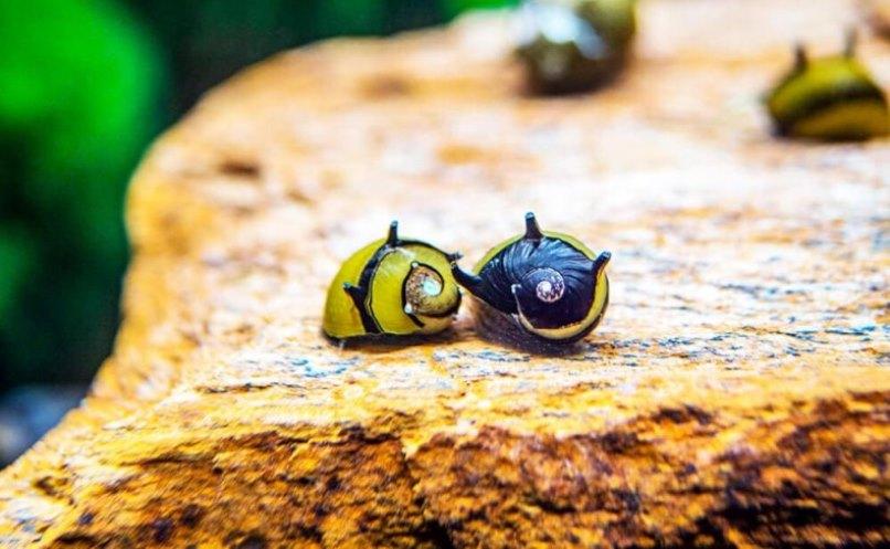 Неретины улитки болезни