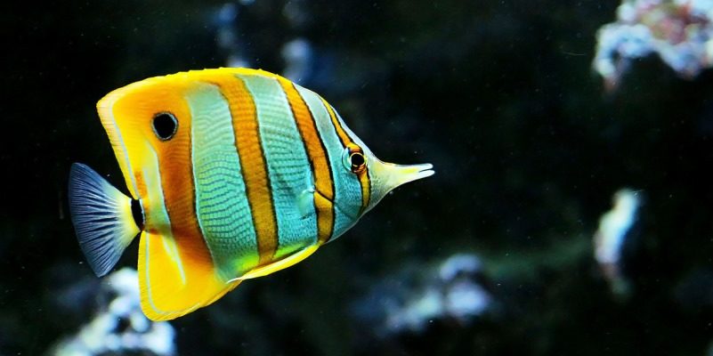 Морские бабочки рыбки