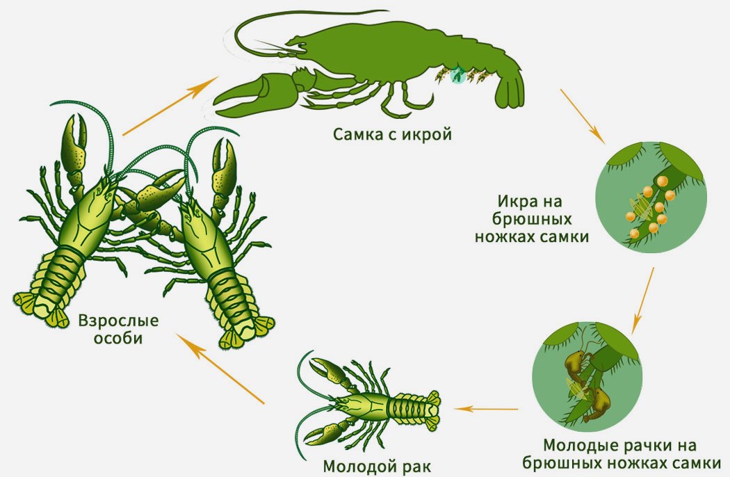 Размножение рака