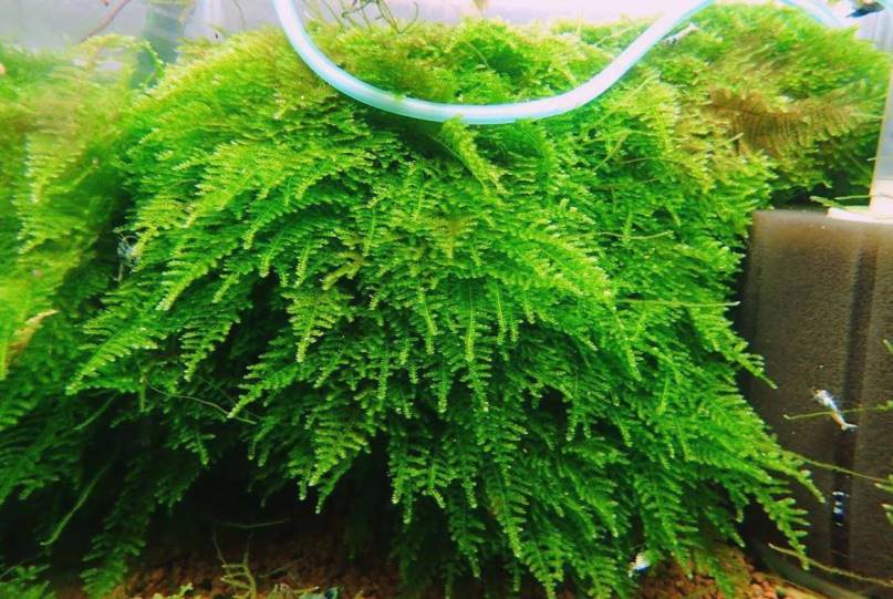 Мох Рождественский для аквариума в воде