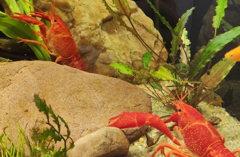 Рак красный флоридский калифорнийский в воде