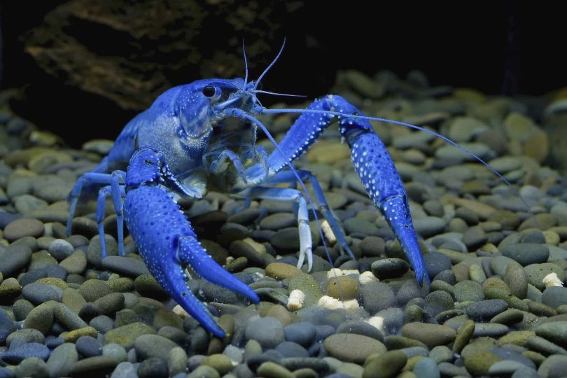 Рак синий флоридский в воде содержится