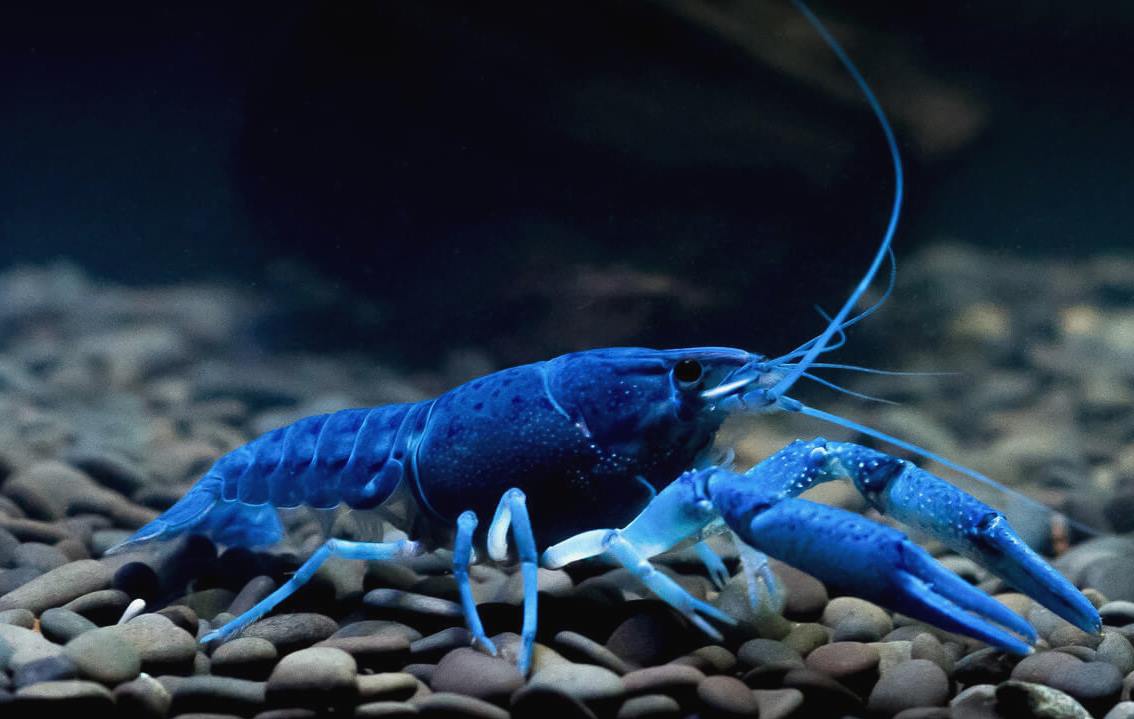 Рак синий флоридский в воде