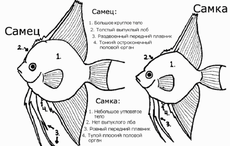 Скалярия Черный Бархат самец и самка