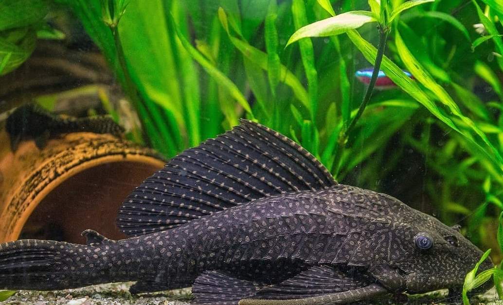 Сом плекостомус в водорослях