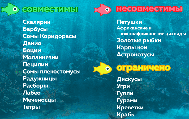 Гурами совместимость